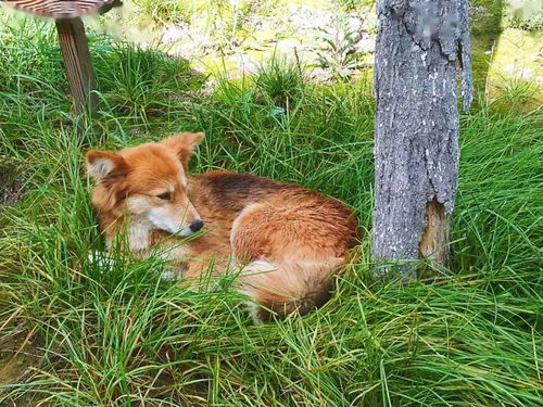 世界動物日是哪一天？(圖2)