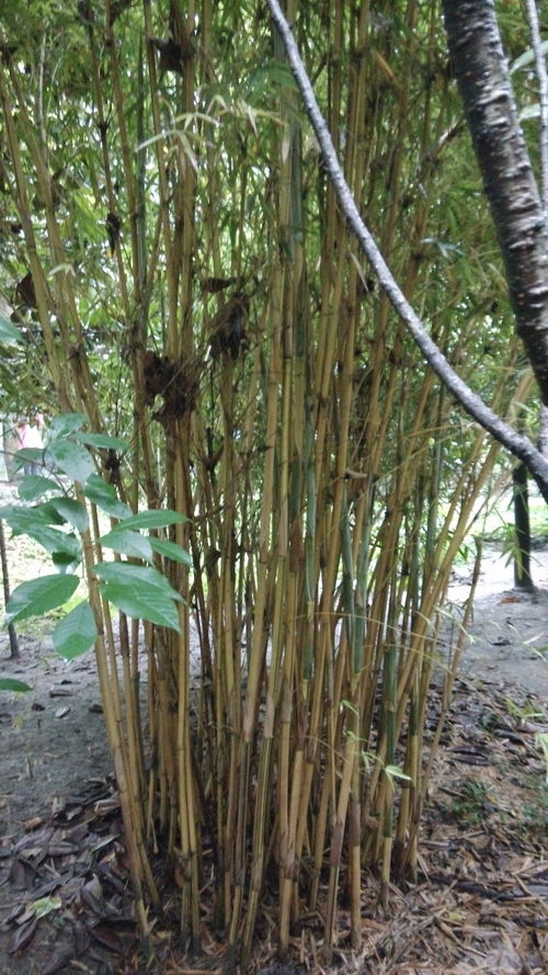 絲竹,絲竹的意思是什么？(圖2)