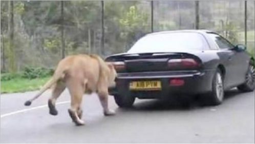 什么動物擁有和人類相似的指紋,哪種動物擁有人類相似的指紋(圖2)