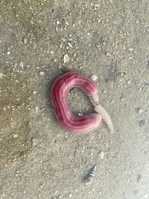 什么叫生物,生物是什么意思啊？(圖2)